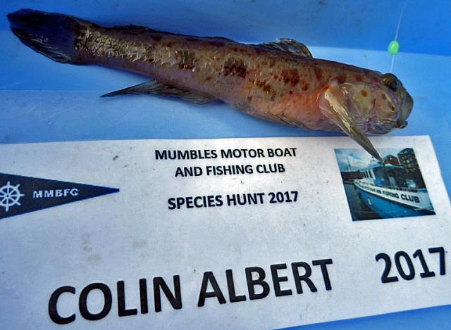 12 Oct Leopard spotted goby