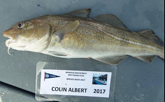 Cod 1 July Cat