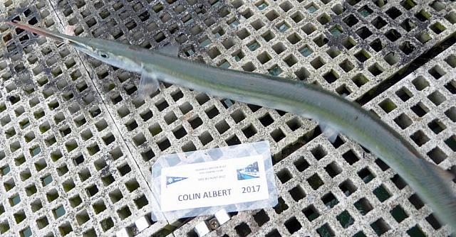 Garfish 29 Apr