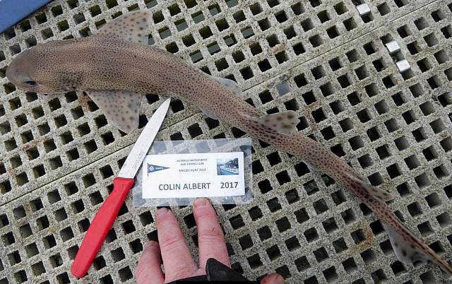 Lesser Spotted Dogfish - shore 29 Apr