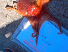 280417 octopus