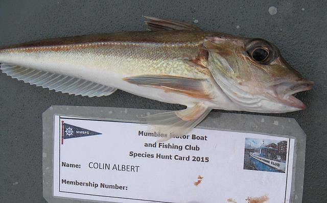 Gurnard - Grey