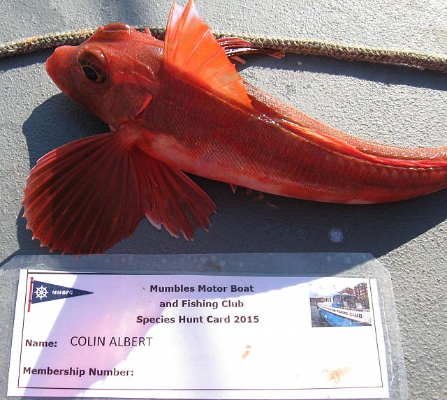 Gurnard - Red