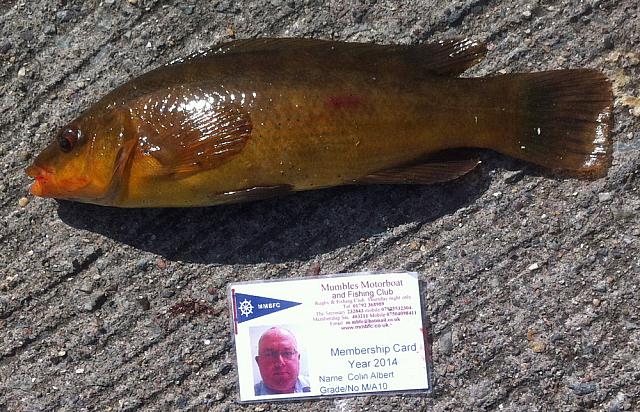 Wrasse-Ballan