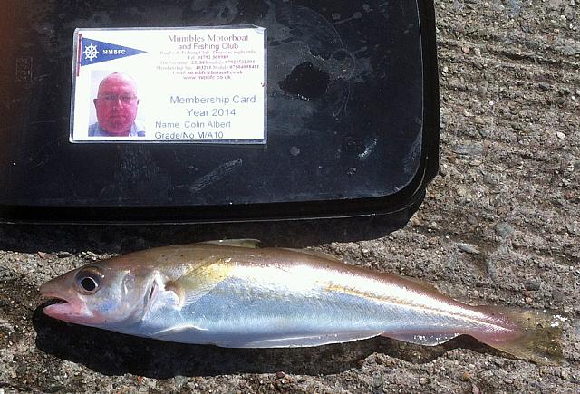 Whiting
