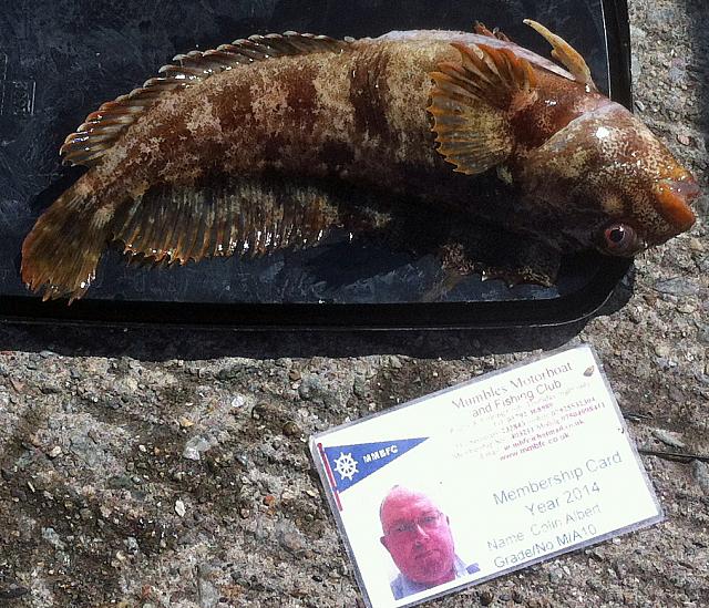 Blenny