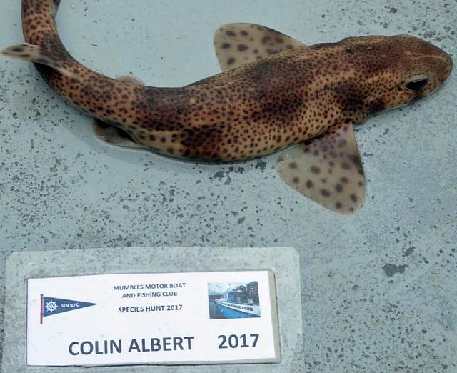 Lesser Spotted Dogfish