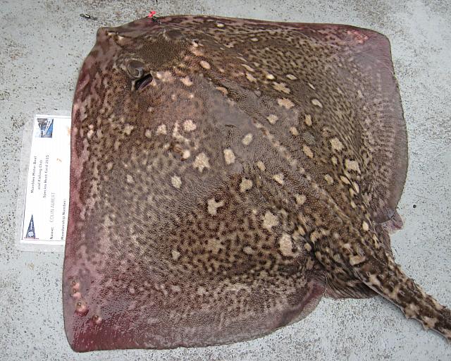 Ray - Thornback