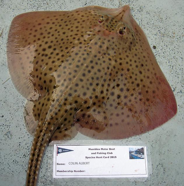 Ray---Spotted