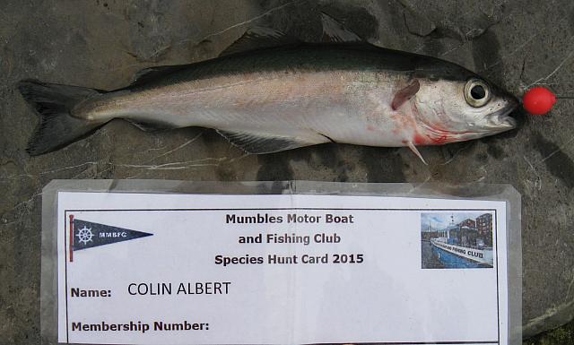 coalfish 041215