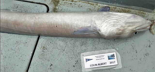 conger