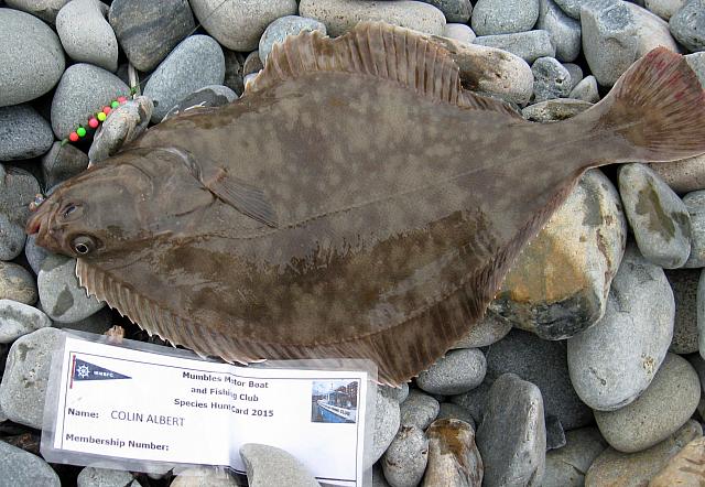 flounder