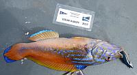 070517 wrasse - cuckoo