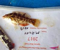 1c Goldsinny Wrasse-07-06-17