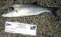 Bass