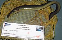 Silver-Eel