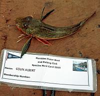 TubGurnard
