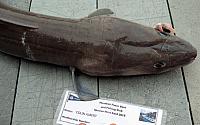 conger