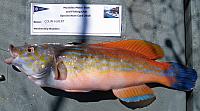 cuckoo wrasse
