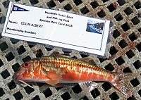 mullet red