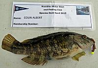 wrasse-corkwing